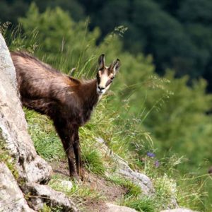 Chamois visible en été en plein cœur des Vosges