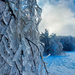 Paysage hivernal des Hautes-Vosges