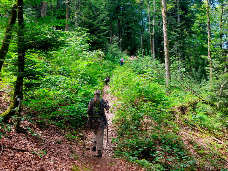 Sentier de randonnées en forêt - Les 4 Vents Ramonchamp